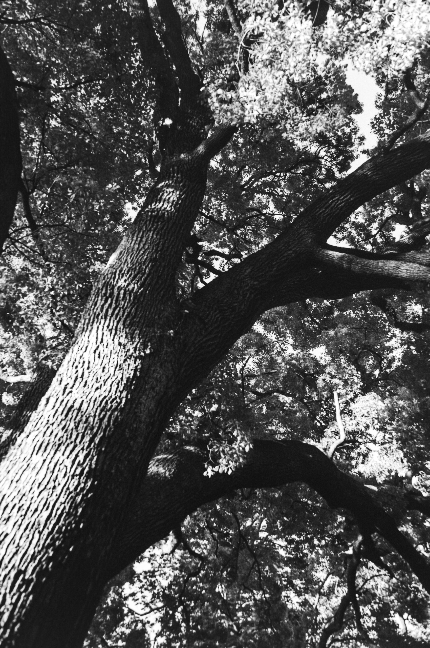 モノクロ現像データ】MARIX MX-19でILFORD HP5+400を現像してみた